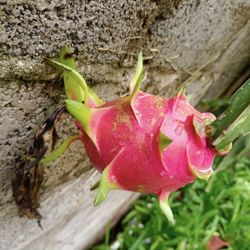 White Flesh Dragon Fruit Plant
