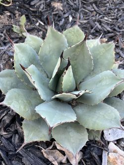 Agave - Parry Truncata