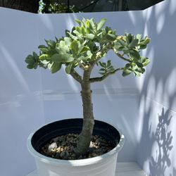 Crassula Ovata Bonsai Style 