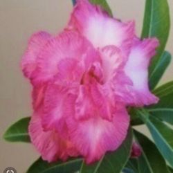 6” Bonsai Desert Rose