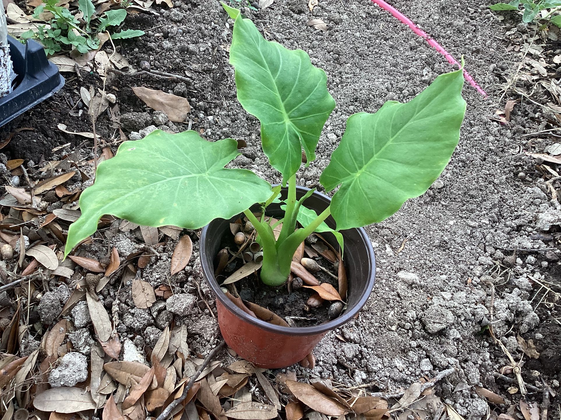 Elephant Ear Plant