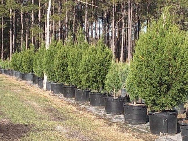 Cedar Trees delivered planted