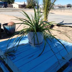 Spider plant With Decorative Pot $25