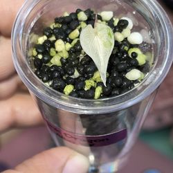 Alocasia Pink Dragon Albo Pup 2