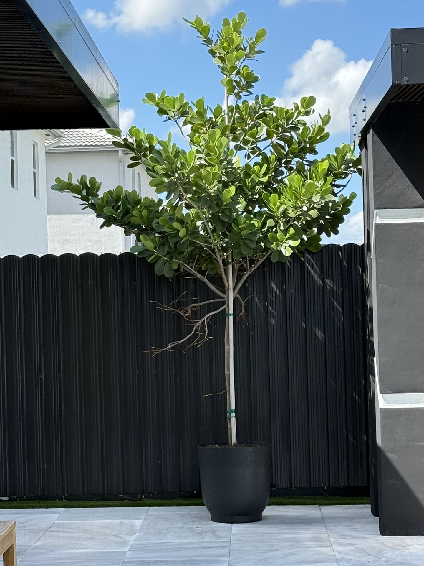 10+ Foot Clusia With Pot