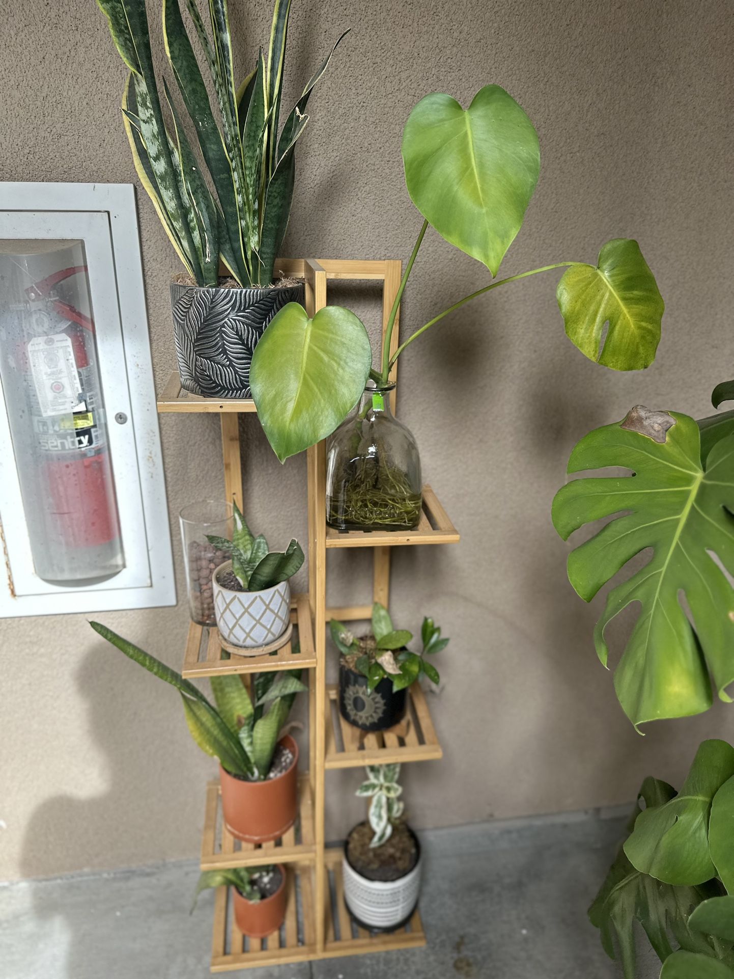 indoor house plants
