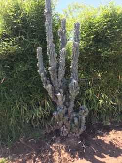 Blue monstrose cactus