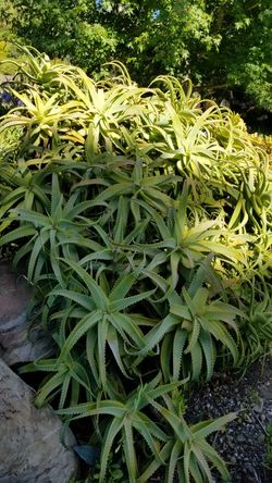 Aloe vera plants