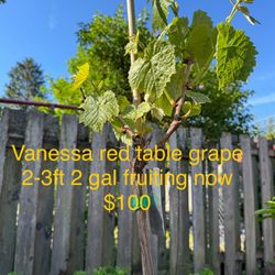 vanessa red table grape plant