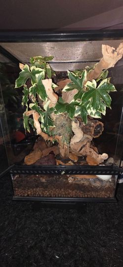 Exo Terra Crested Gecko Bio Active Reptile Tank