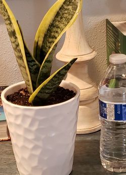 Plant Snake plant