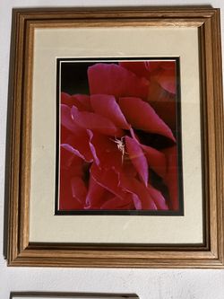 Beautifull Rose Called The Last Image