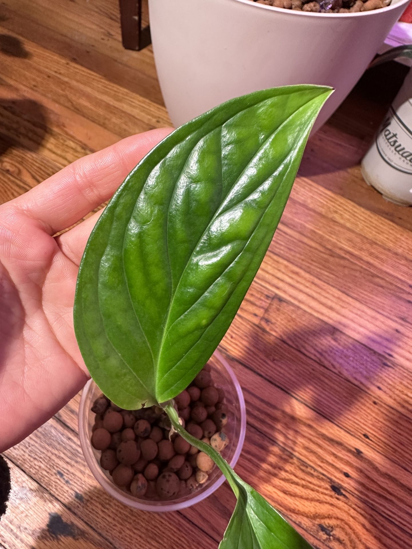 Monstera Pinnatipartita Plant