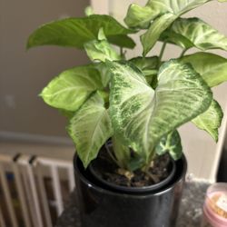 Arrow Head Plant With Pot 