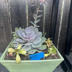 Many Beautiful Succulents 