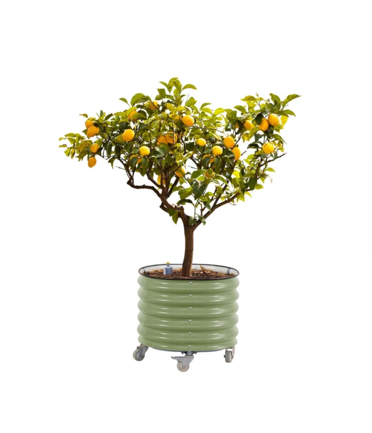 Vego Self Watering Rolling Garden Citrus Tree Planter Brand New