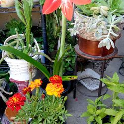 Variedad de plantas canastitas para el día de las Madres diferentes presios