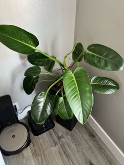Philodendron