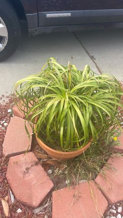 Potted pony tail palm