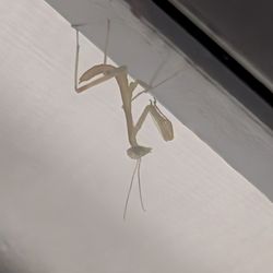 Praying Mantis