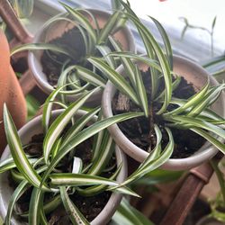 Variegated Spider Plant Babies 