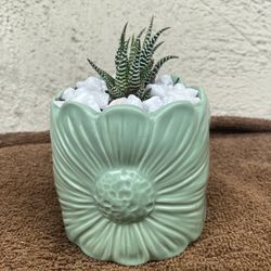 Succulents In A Green Pot