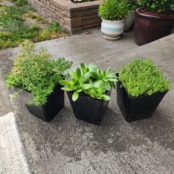 3 Outdoor Plants 
