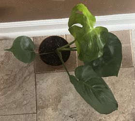 Monstera Deliciosa Plant (pls Read Description Below)