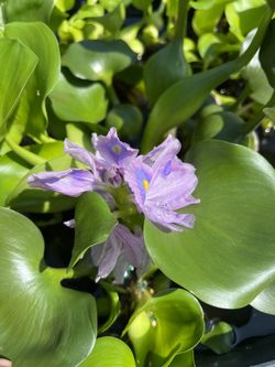 water hyacinth
