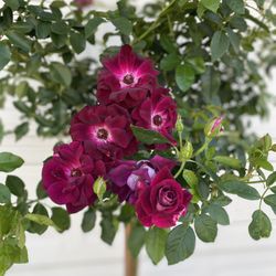 Rose Tree Plant, In 5 Gallons Pot Pick Up Only