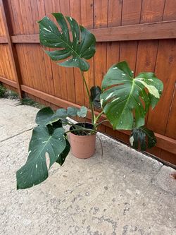 Monstera Thai constellation