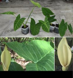 🪴Mammoth Elephant Ears *SOLD SEPARATELY