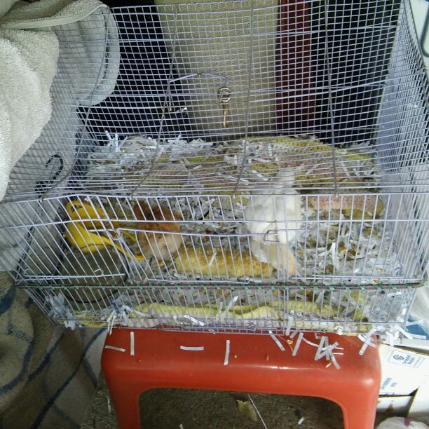 Chickens for sale