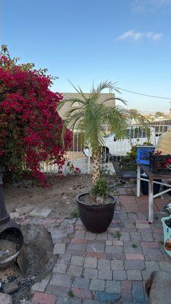 Palm Tree With Tree Pot