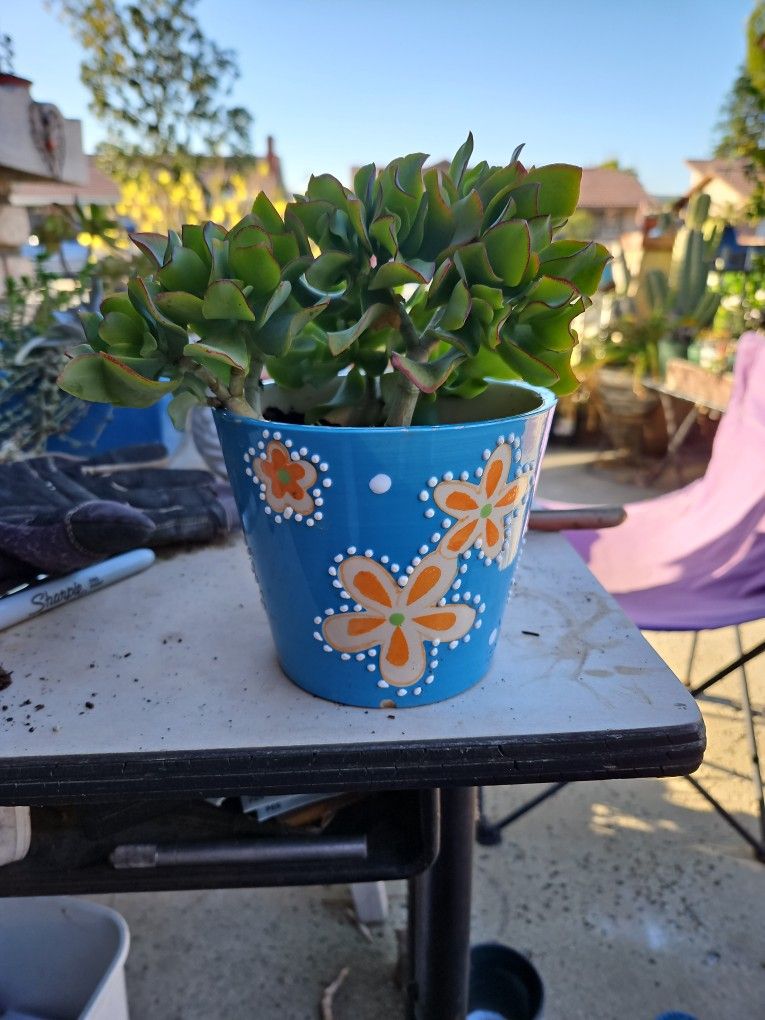 Ruffled Jade In Ceramic Pot $5