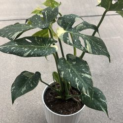 Thai constellation Monstera 