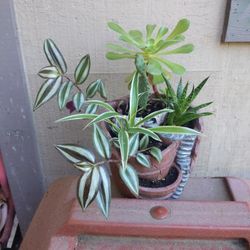 Beautiful arrangement with succulents and Tradescantia and Spider Plant Variegated 