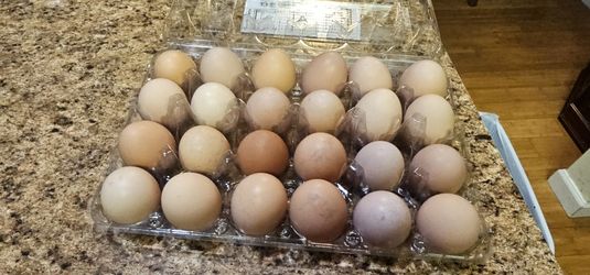 Fresh Eggs For Sale!