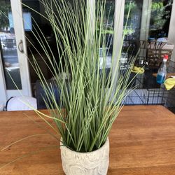 Seagrass Plant Brand New