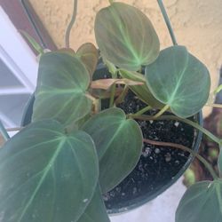 6” Philodendron Micans PLO