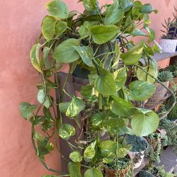 Plant