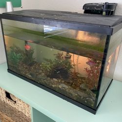 FREE Fish, Food, Decor and Fish Tanks