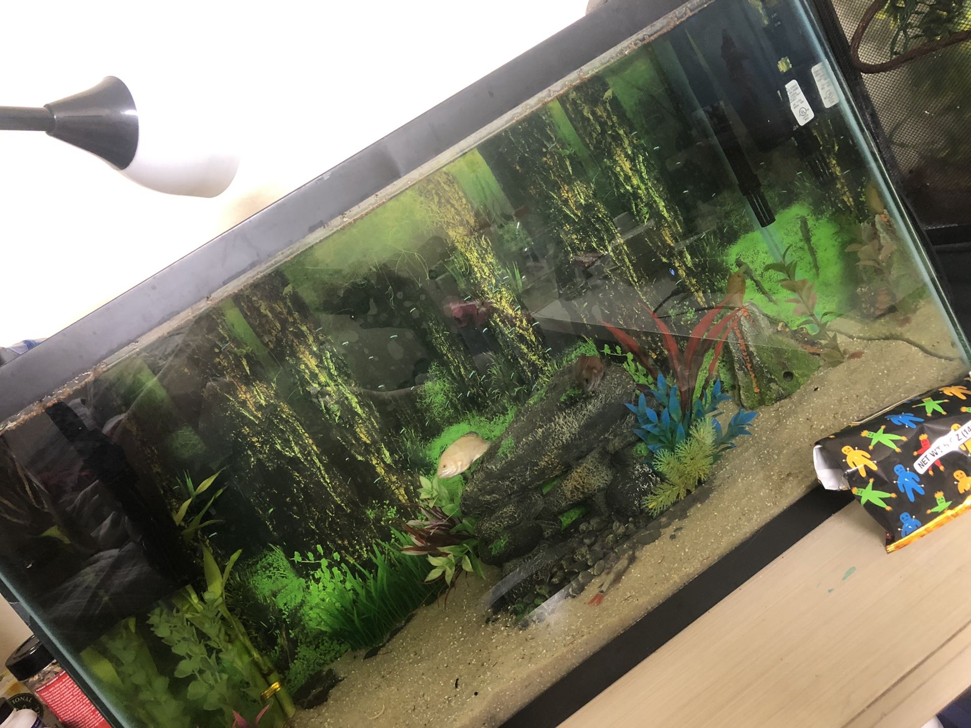 29 gallon fish tank