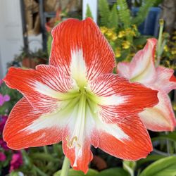 BLOOMING AMARYLLIS IN PLASTIC POT FOR SALE