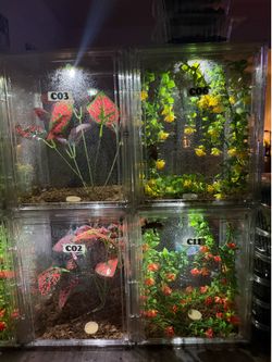 Reptile Gecko Enclosure Setups