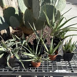 Aloe Vera Succulents $1-5 Each Various Size Desert Landscape Aloe Plants Well Rooted