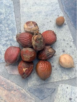 sago seeds