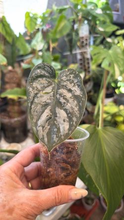 Philodendron plant