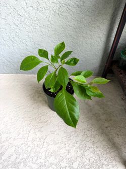 Orange  Bougainvillea  plant