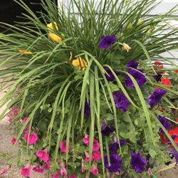 day lilies perennial plants 